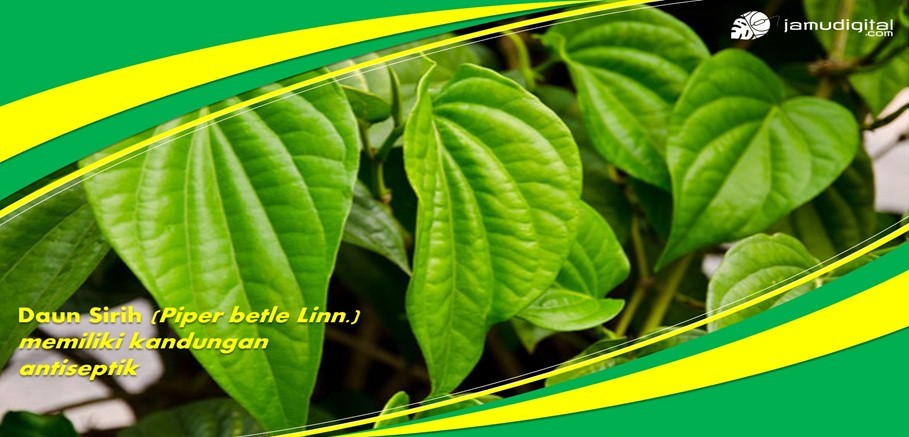 Membuat Antiseptik Alami Daun Sirih Membuat Antiseptik Alami Daun Sirih